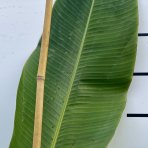 Banánovník (Banana sikkimensis) ´RED TIGER´ -  výška: 150-200 cm, C7L (-20°C)